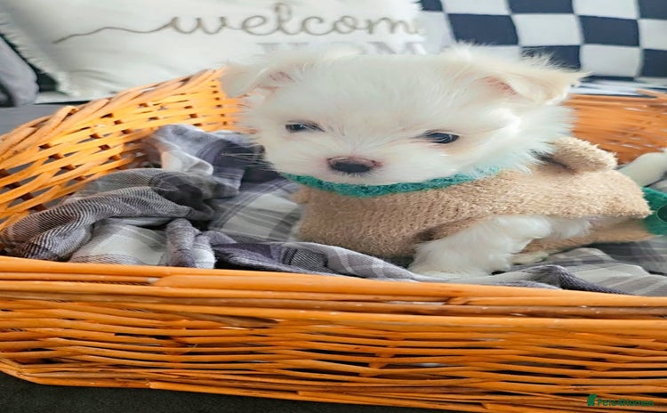 Maltese dogs - Advert 1