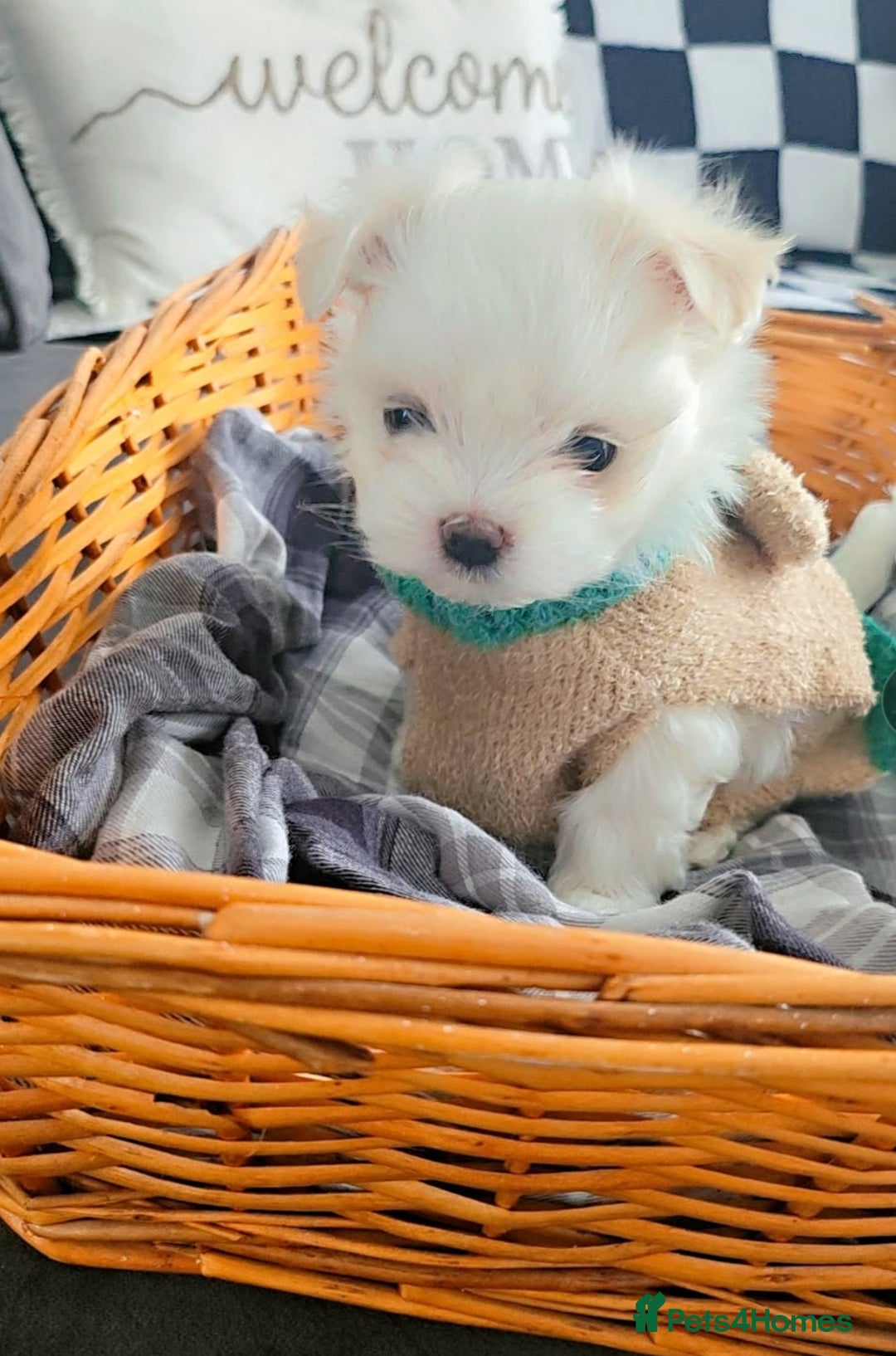 Maltese dogs for sale: Tiny korean - Image 1