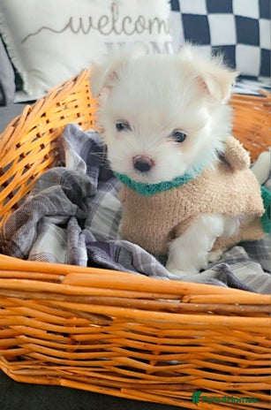 Maltese dogs - Advert 2