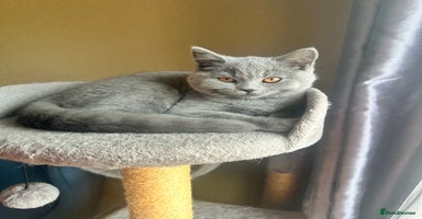 British Shorthair cats - Advert 12