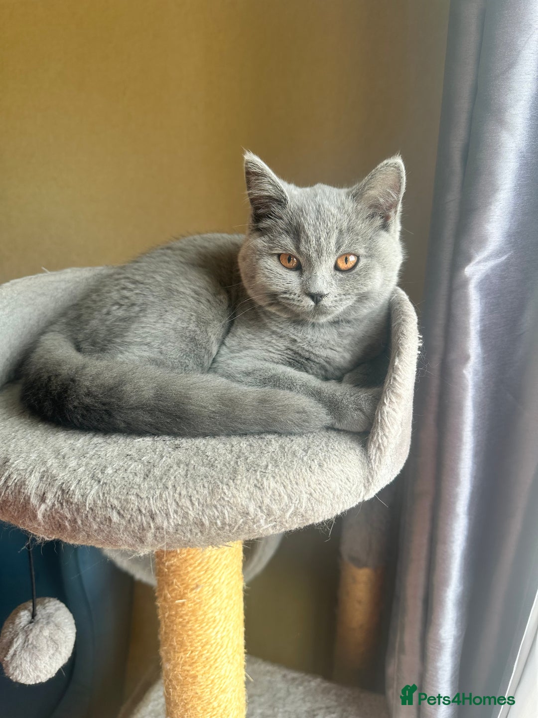 British Shorthair cats for sale: 💙 3 Gorgeous British Blue Kittens Available 💙 - Image 3