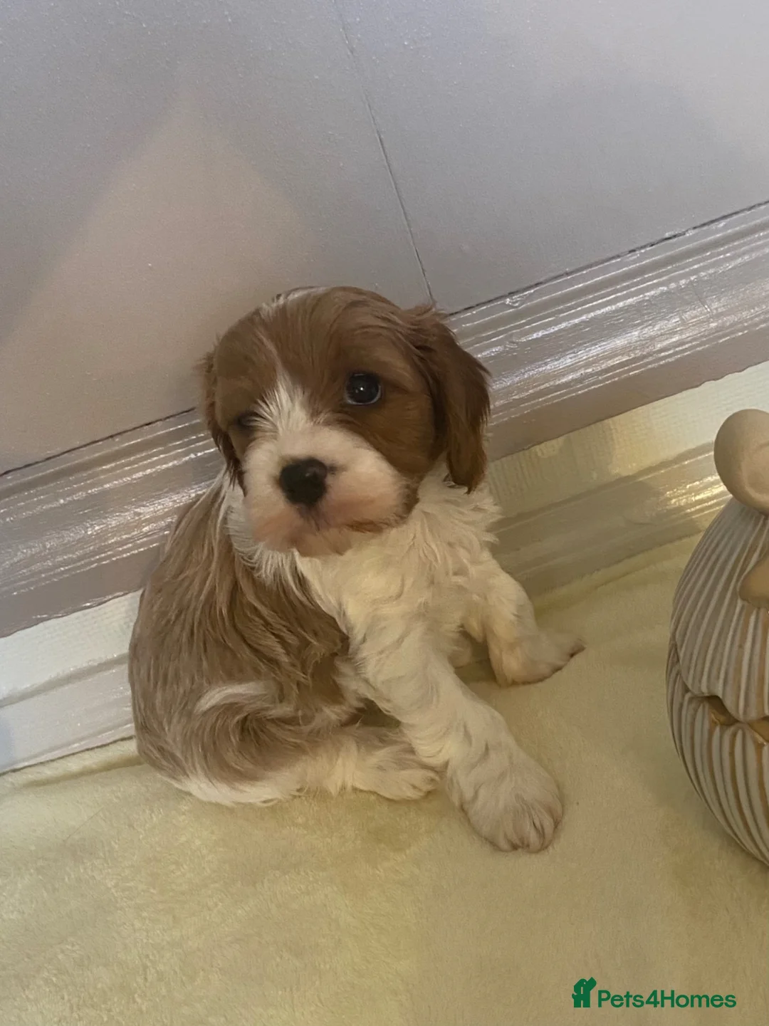 Cavapoo dogs for sale: Gorgeous Cavapoo puppies  - Advert 2