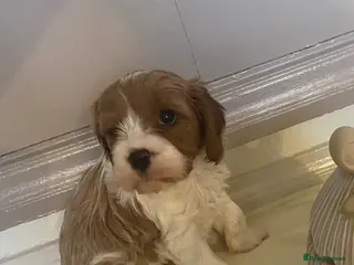 Cavapoo dogs Gorgeous Pretty Cavapoo Puppies 🐾 - Advert 6