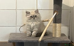 British Shorthair cats for sale: British shorthair x Persian  - Image 14