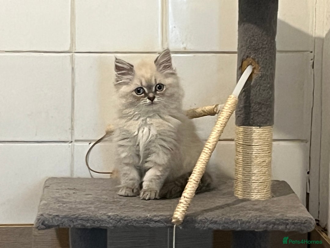 British Shorthair cats for sale: British shorthair x Persian  - Image 14