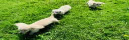 Miniature Dachshund dogs for sale: Cream/blonde long hair kc reg miniature dachshund  - Advert 13