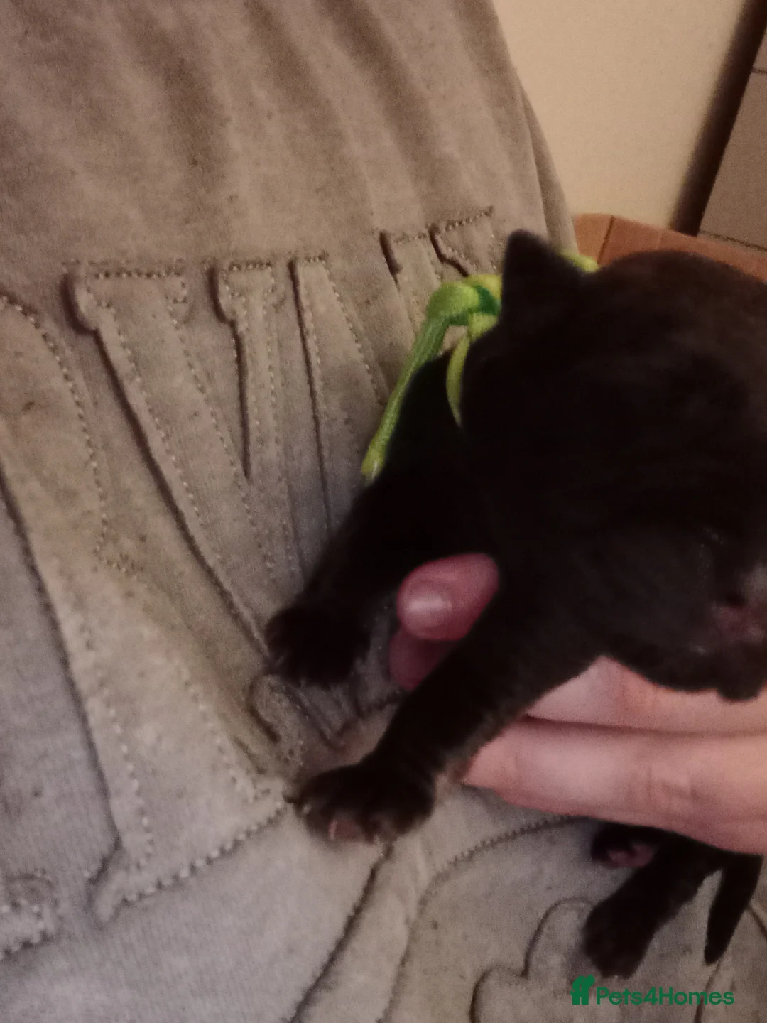 Cane Corso dogs for sale: 10 Cane Corso Puppies - Advert 11