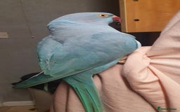 Ringnecks birds for sale: Beautiful female ringneck parakeet  - Image 7