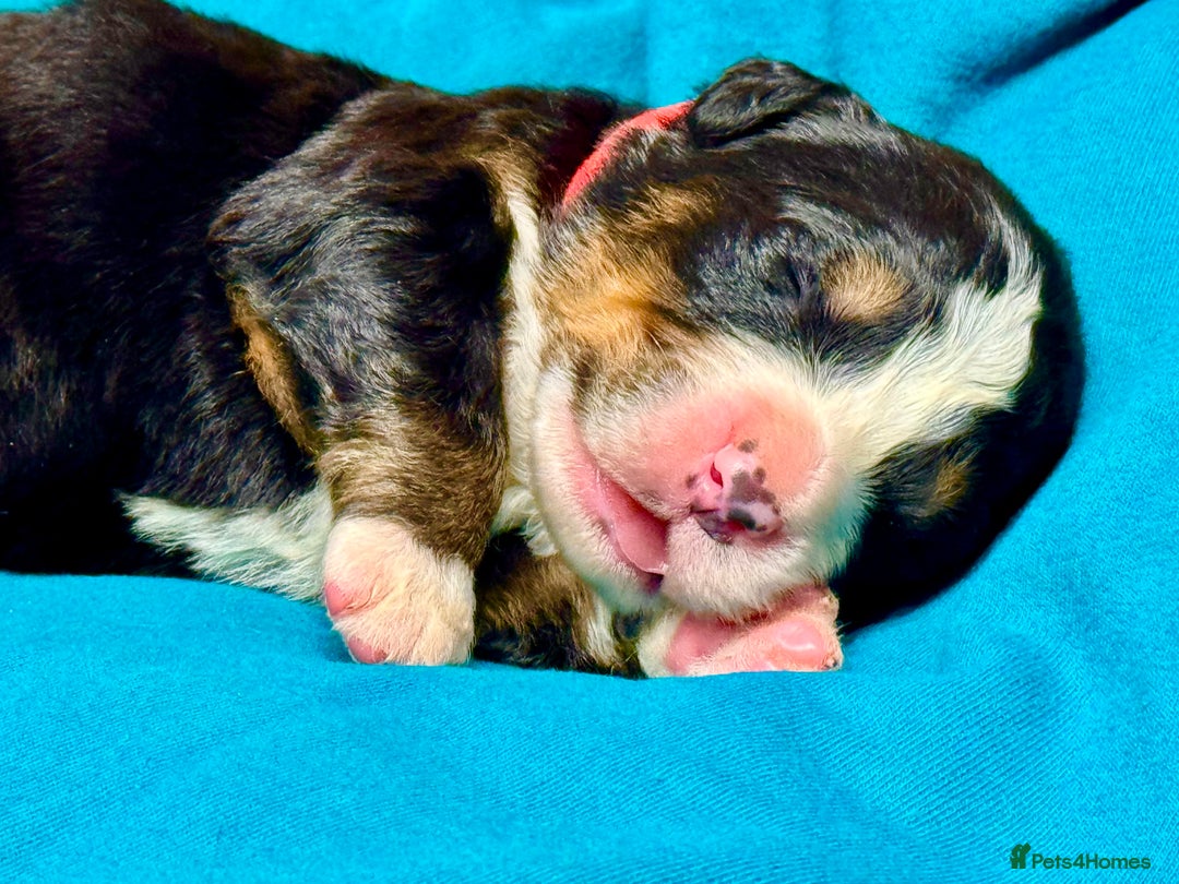 Bernese Mountain Dog dogs for sale: KC Registered Bernese Mountain Dog Puppies - Advert 9