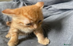 Bengal cats for sale: 3 Gorgeous Ginger 3/4 Bengal Kittens in London - Image 3