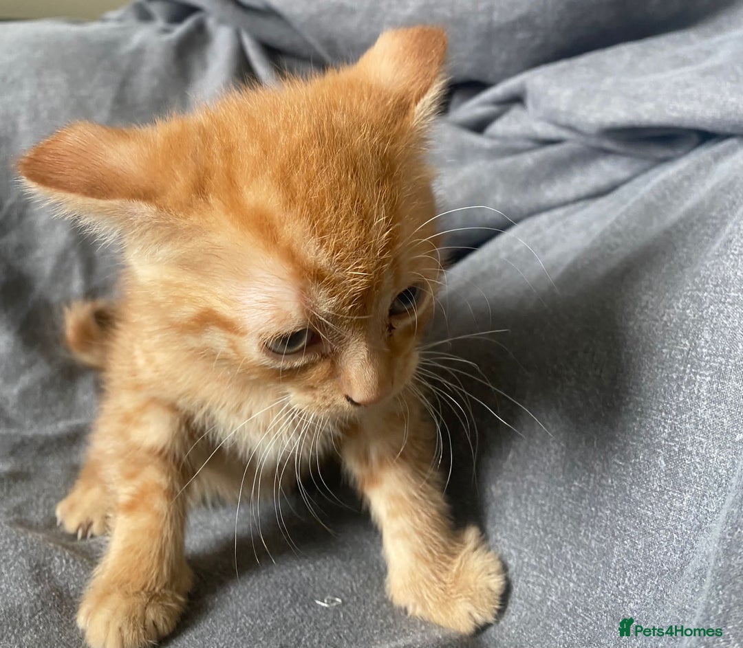Bengal cats for sale: 3 Gorgeous Ginger 3/4 Bengal Kittens in London - Image 3