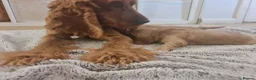 Cocker Spaniel dogs for sale: 3 golden Cocker Spaniels  - Advert 25