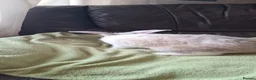 Mixed Breed rabbits for sale: One beautiful boy for sale in Stoke-on-Trent - Advert 6
