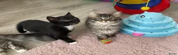 British Shorthair cats for sale: 4 stunning kittens - Advert 8