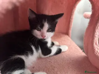 Mixed Breed cats 10 beautiful kittens - Advert 14