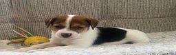 Jack Russell dogs for sale: Gorgeous short-legged Jack Russell Puppies! - Advert 11