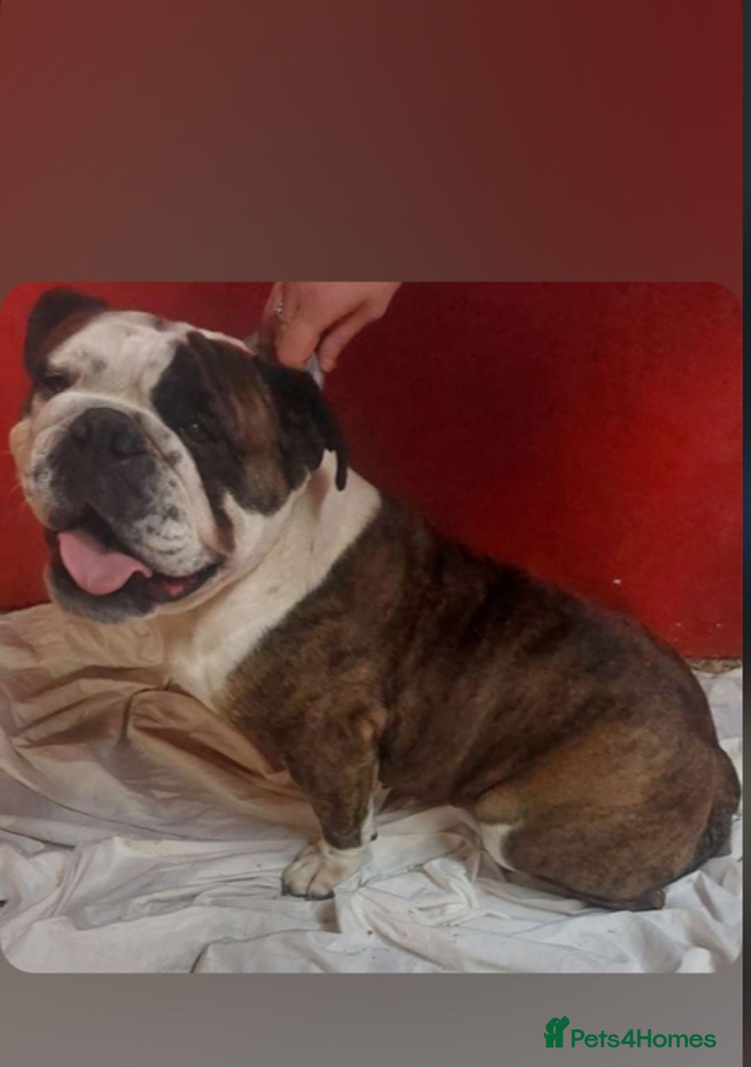 English Bulldog dogs for sale: English bulldog - Image 1