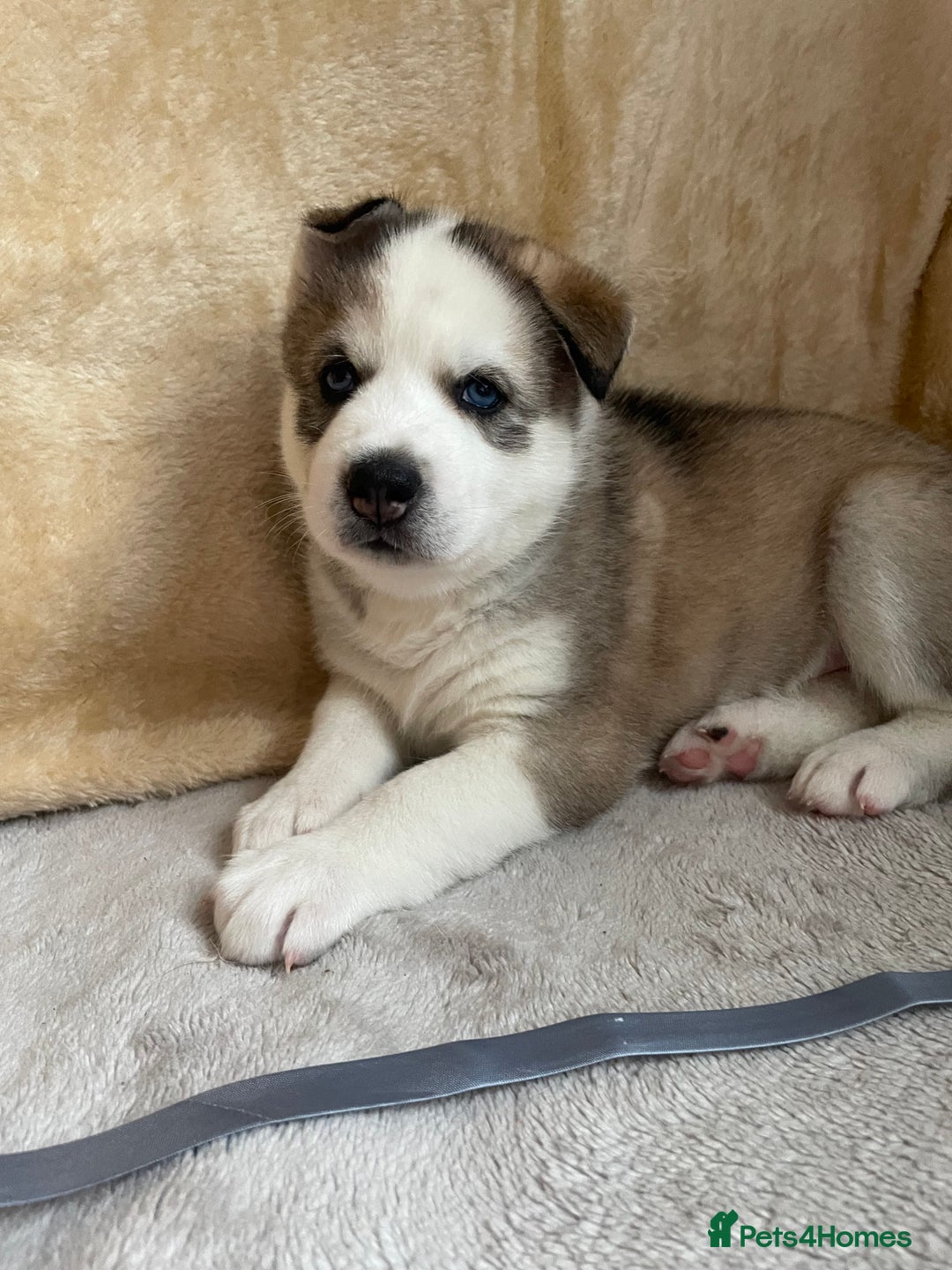 Siberian Husky dogs for sale: Siberian Husky Puppies  - Advert 22