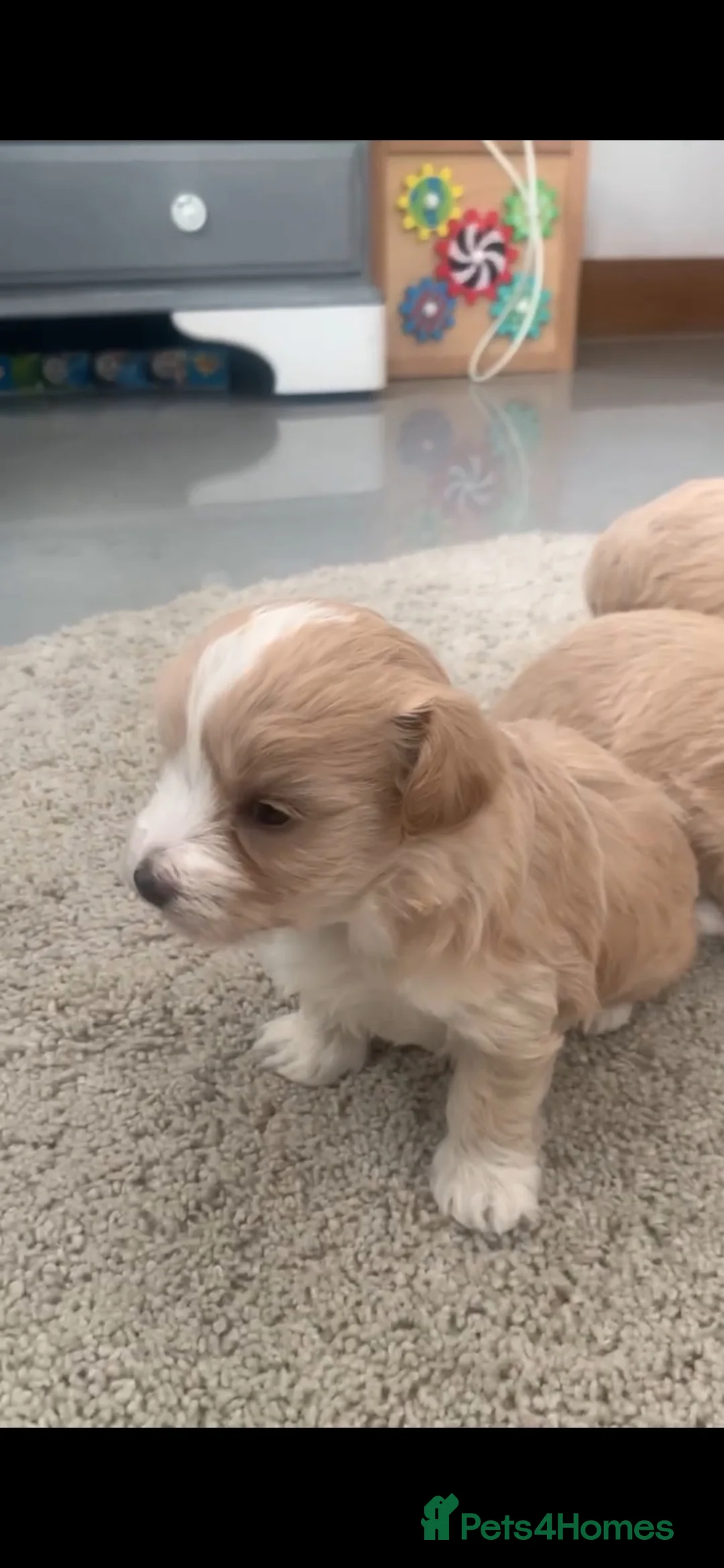 Maltipoo dogs for sale: Stunning litter of maltipoo Puppies - Advert 5