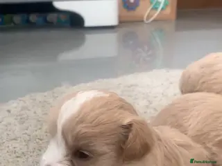 Maltipoo dogs Stunning litter of maltipoo Puppies - Advert 15