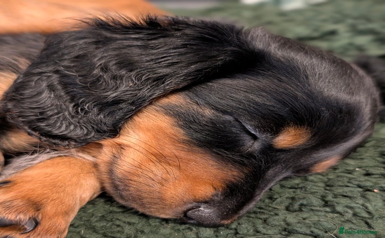 Miniature Dachshund dogs - Advert 4