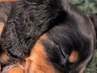 Miniature Dachshund dogs - Advert 4