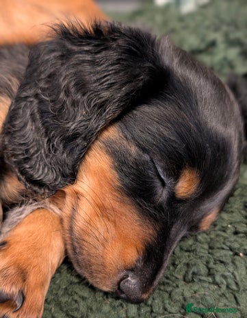 Miniature Dachshund dogs - Advert 4