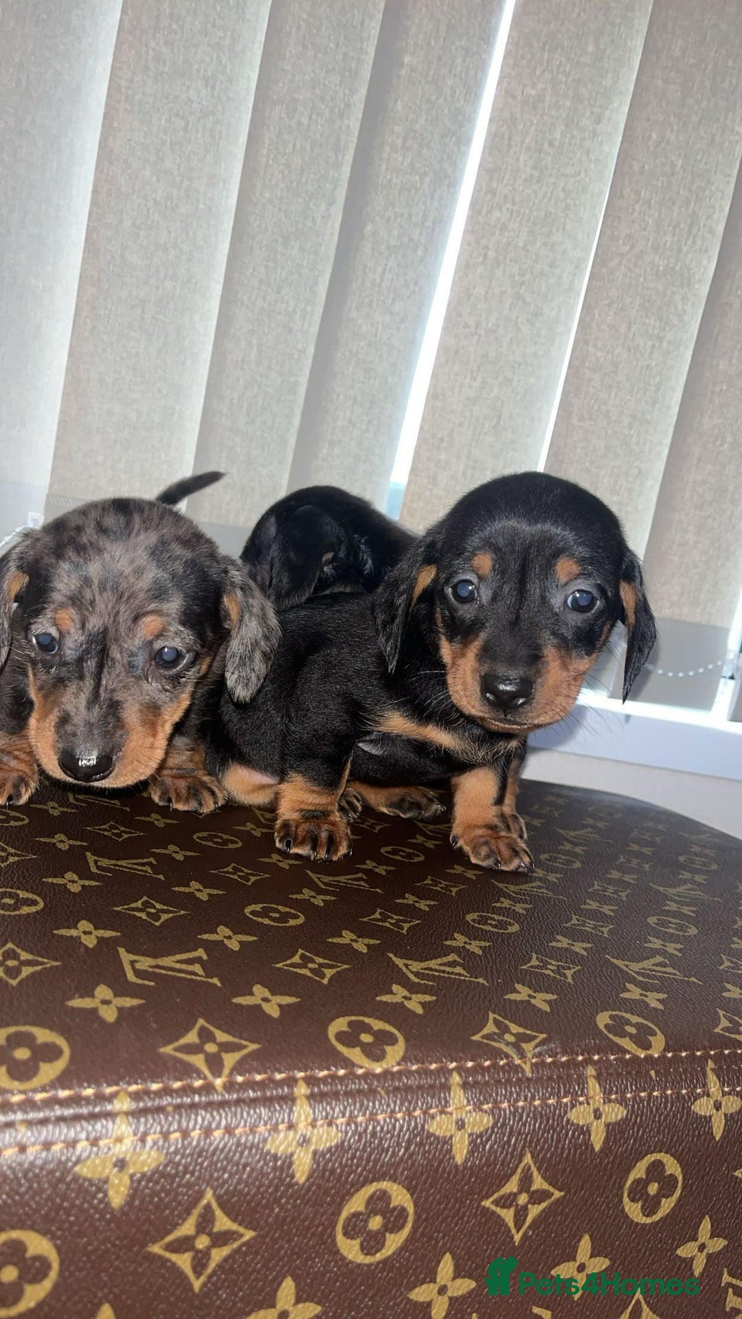 Miniature Dachshund dogs for sale: Miniature dachshund puppies - Advert 15