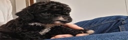 Cockapoo dogs for sale: ** LAST ADORABLE CURLY BLACK & WHITE COCKAPOOS **  - Advert 34