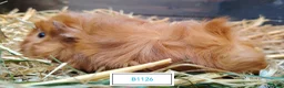 Guinea Pig rodents for sale: Stunning Baby Guine Pigs (sows and boars)  - Advert 3