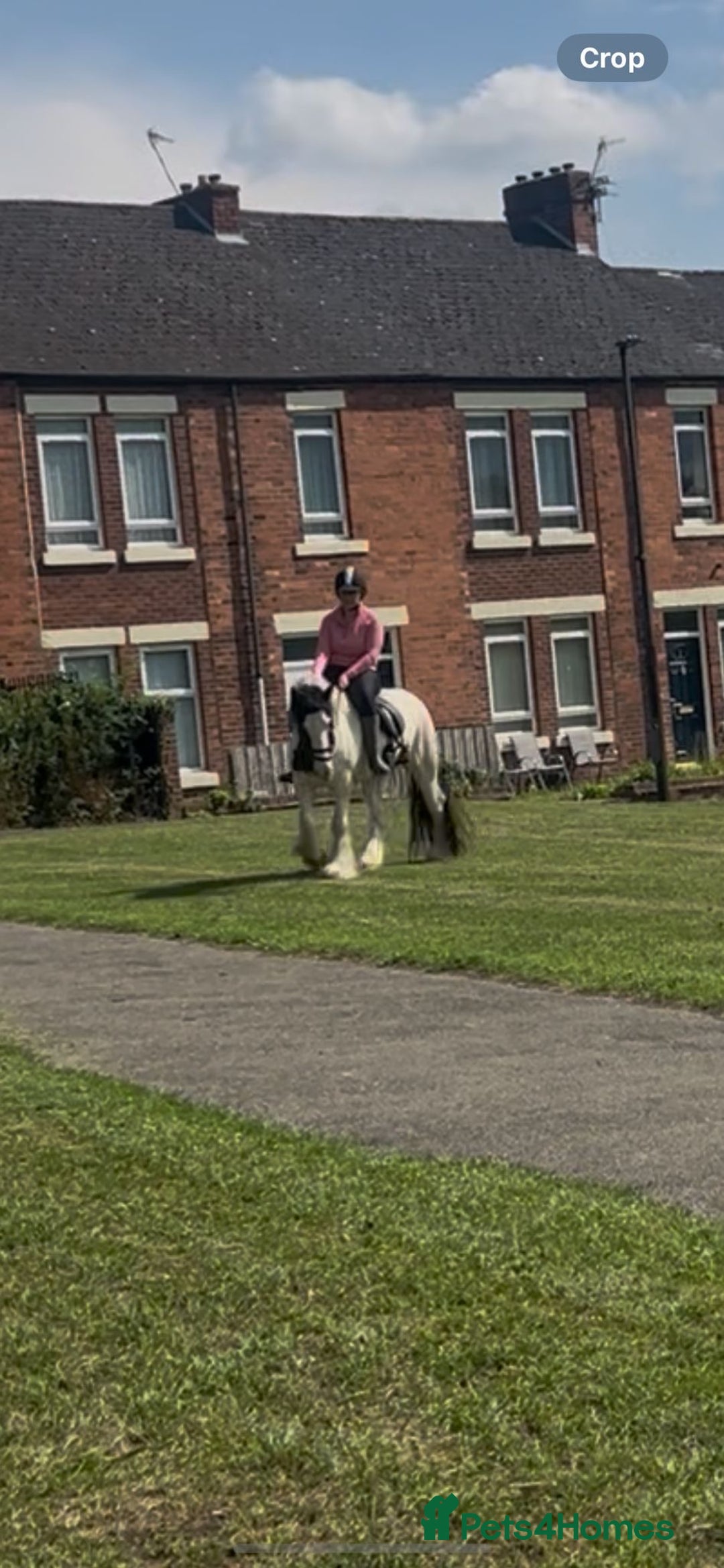 Irish Cob horses for sale: 14.2 Gelding Cob - Image 2