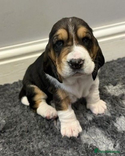 Basset Hound dogs Stunning KC Basset Hound Pup - Last Girl Available - Advert 2