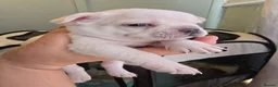 French Bulldog dogs for sale: French bulldog - Advert 2
