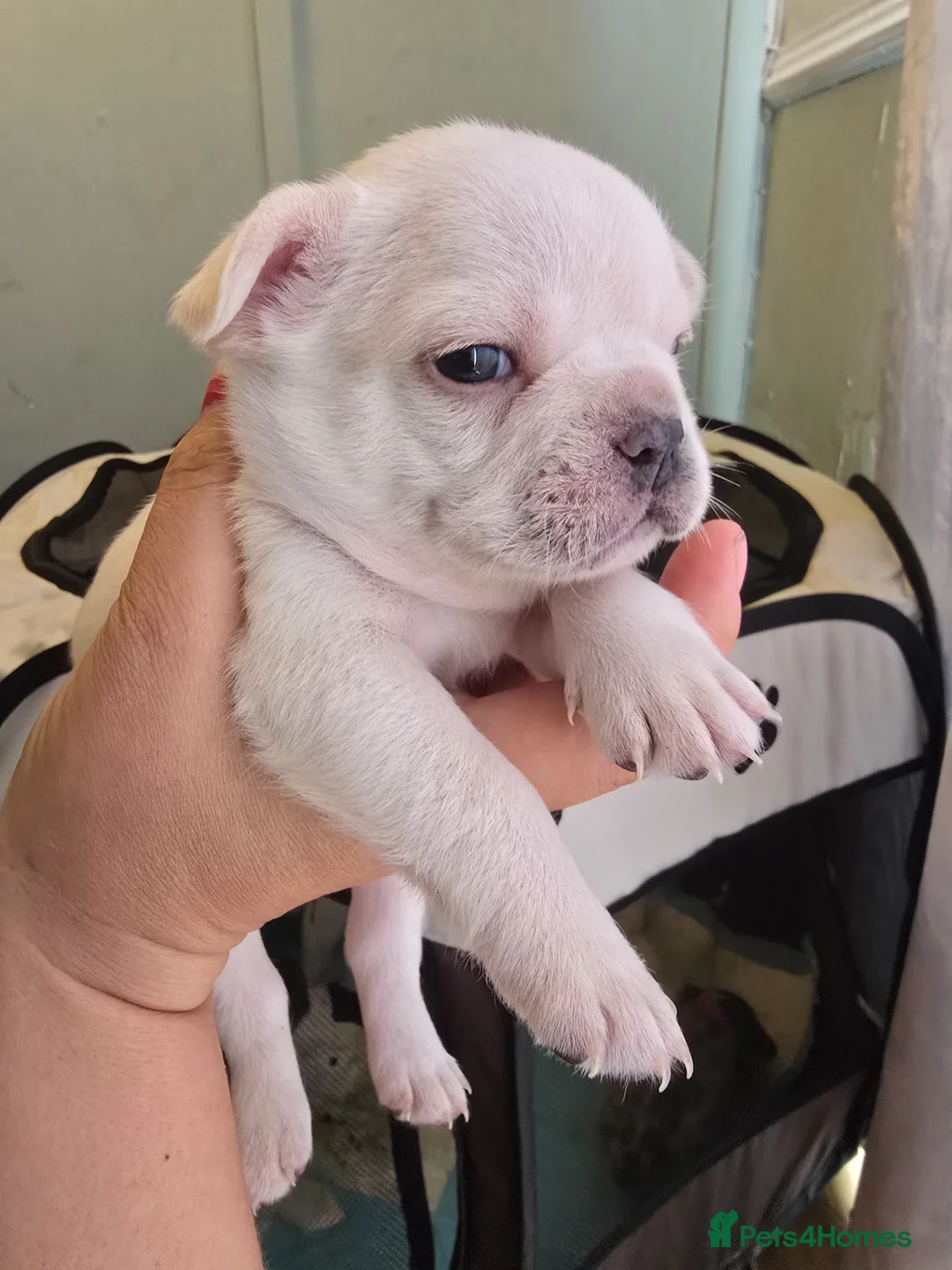 French Bulldog dogs for sale: French bulldog - Advert 2