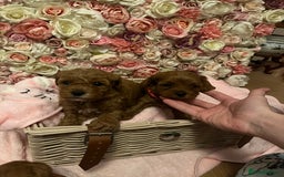 Cavapoo dogs for sale: 5⭐️ F1B Cavapoo’s - Image 14