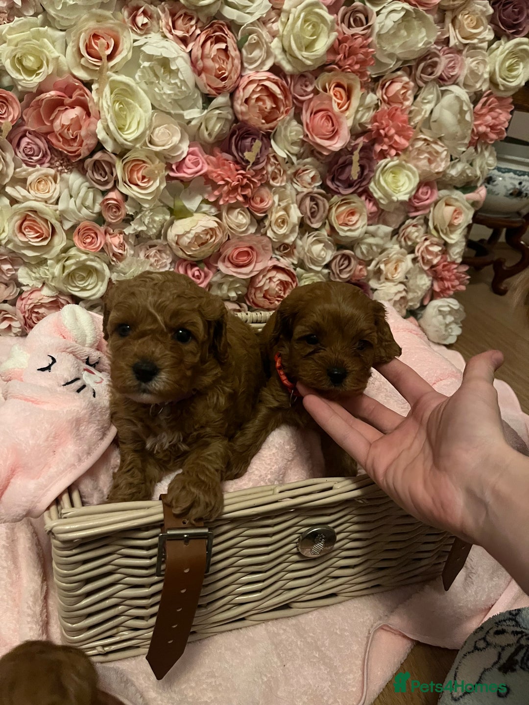 Cavapoo dogs for sale: 5⭐️ F1B Cavapoo’s - Image 14