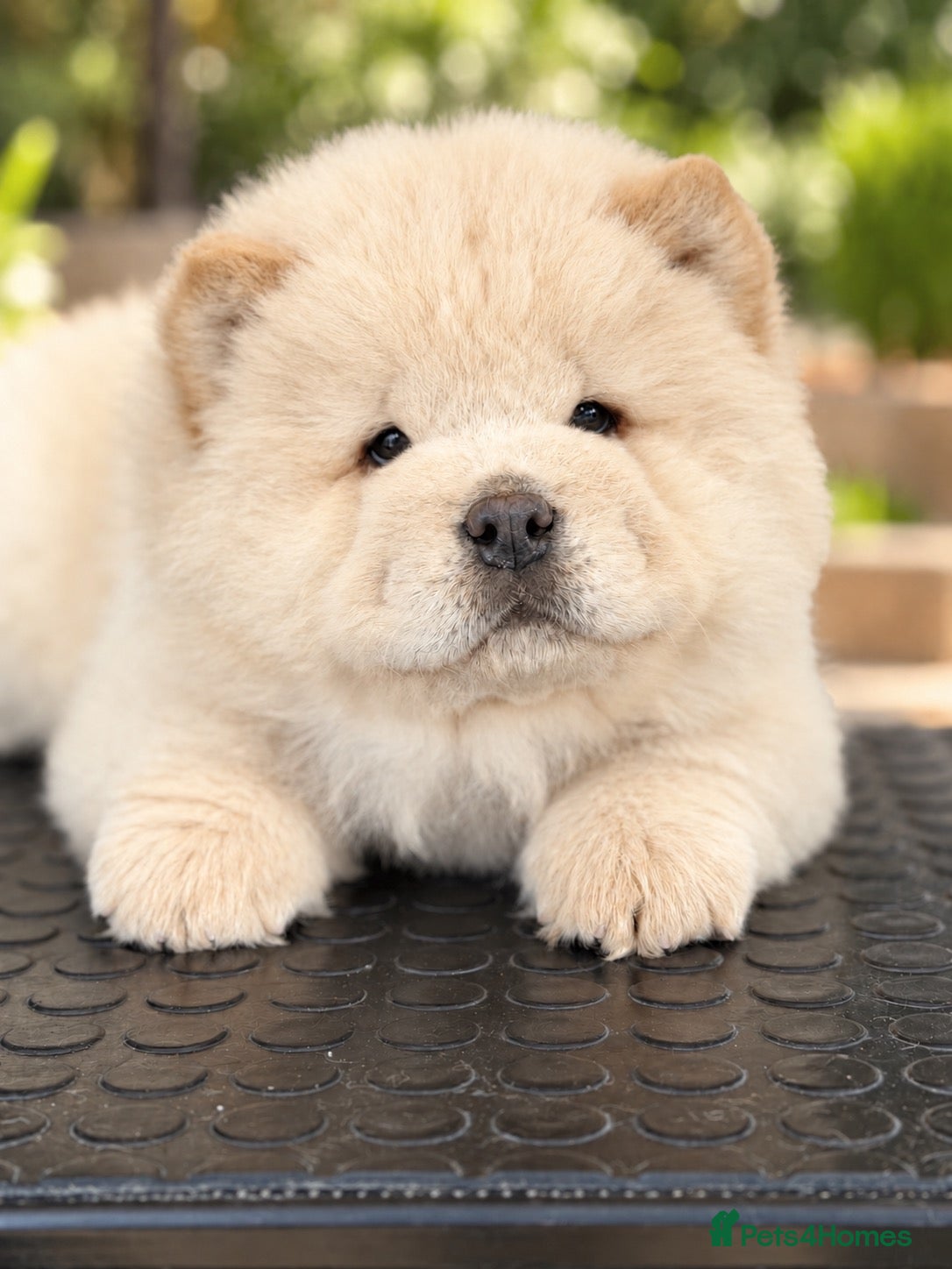Chow Chow dogs Beautiful chow chow puppies  - Advert 1