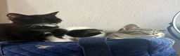 Mixed Breed cats for sale: Kittens for sale!  - Advert 3