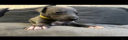 Whippet dogs for sale: Kennel club blue whippet puppies  - Advert 4