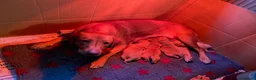 Labrador Retriever dogs for sale: Bitch - Advert 4