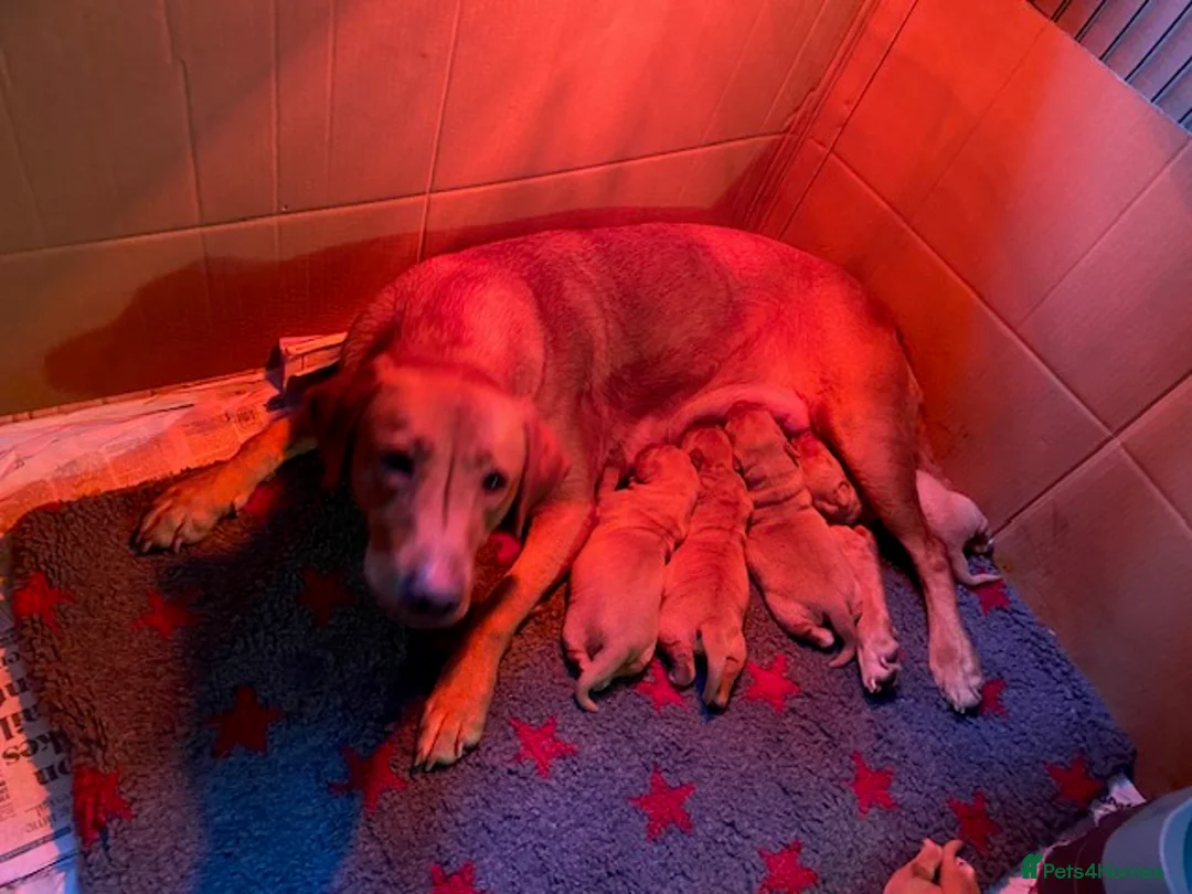 Labrador Retriever dogs for sale: Bitch - Advert 4