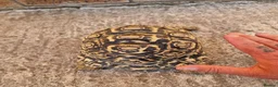 Tortoise reptiles for sale: Cb 2019 leopard tortoise - Advert 4