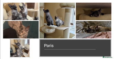 Maine Coon cats - Advert 11
