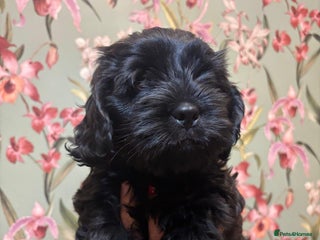 Mixed Breed dogs - Advert 5