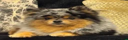 Pomeranian dogs for sale: Pomeranian puppies  - Advert 1