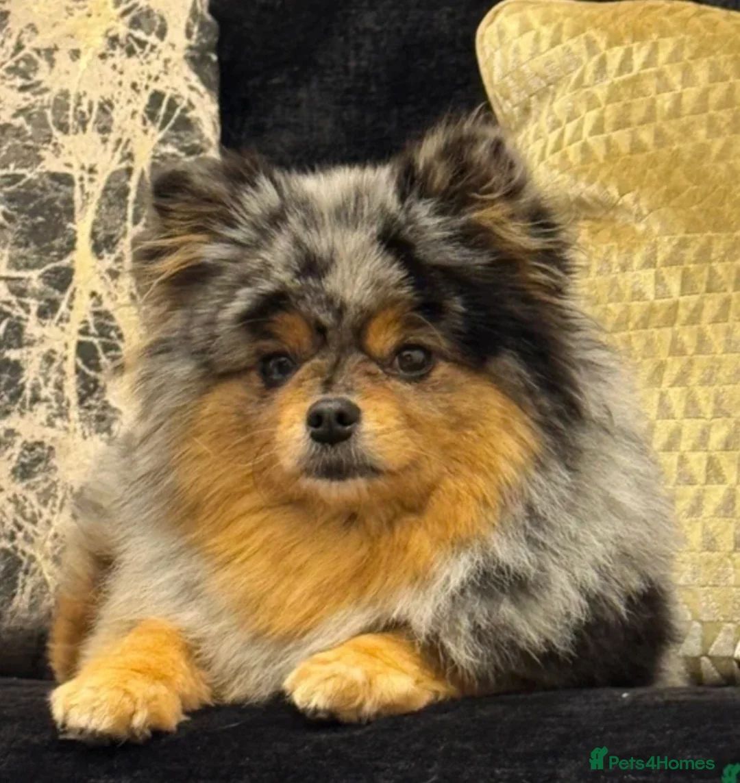 Pomeranian dogs for sale: Pomeranian puppies  - Advert 1