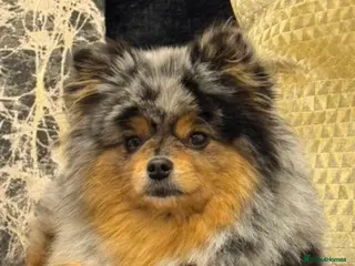Pomeranian dogs Pomeranian puppies - Advert 2