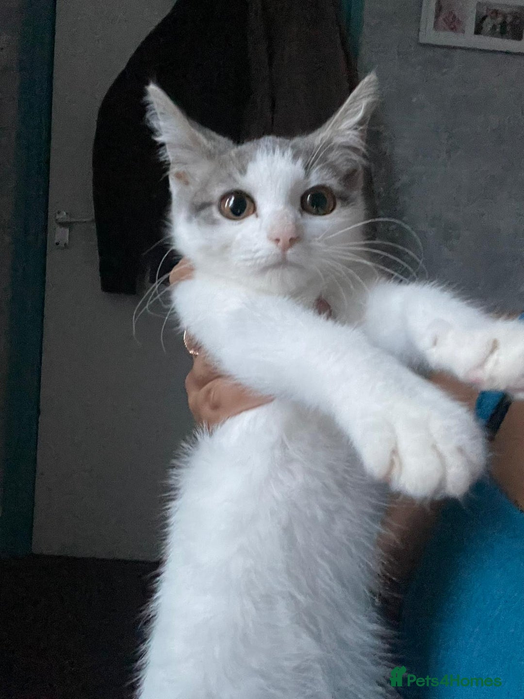 Mixed Breed cats for sale: 2 female 1 male kittens - Image 3