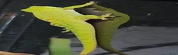 Gecko reptiles for sale: Giant day gecko babies!!  - Advert 2