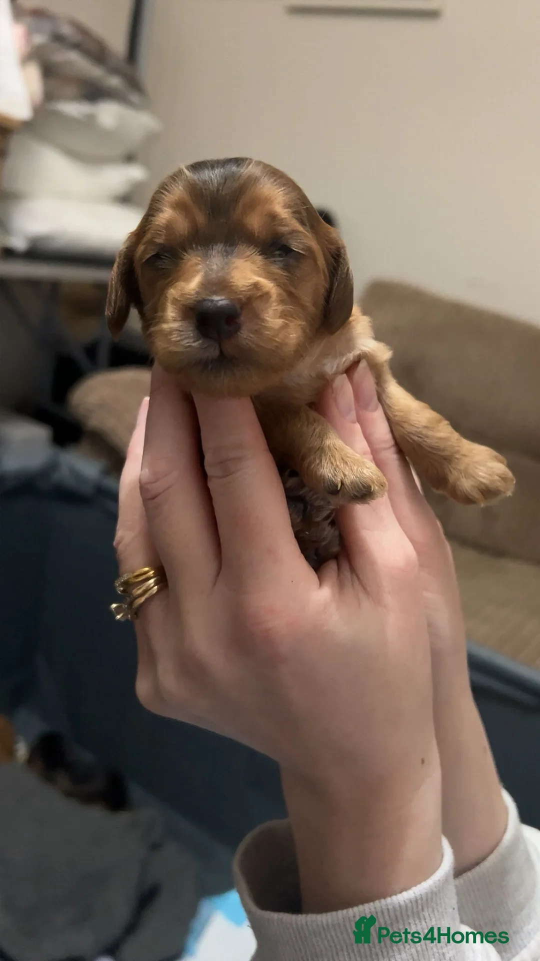 Cockapoo dogs for sale: Beautiful cockapoo puppies - Advert 17